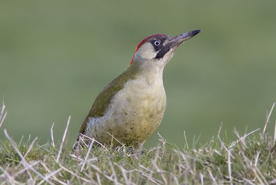 Groenespecht250308